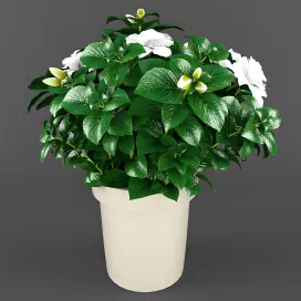 Gardenia jasminoides